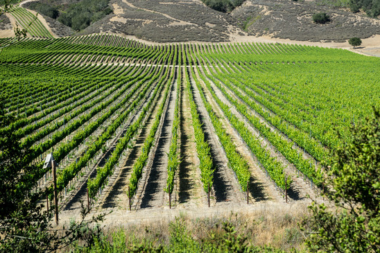 Vineyard in California's wine country