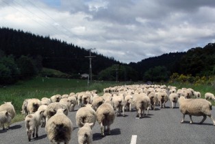 Sheep traffic jam in New Zealand