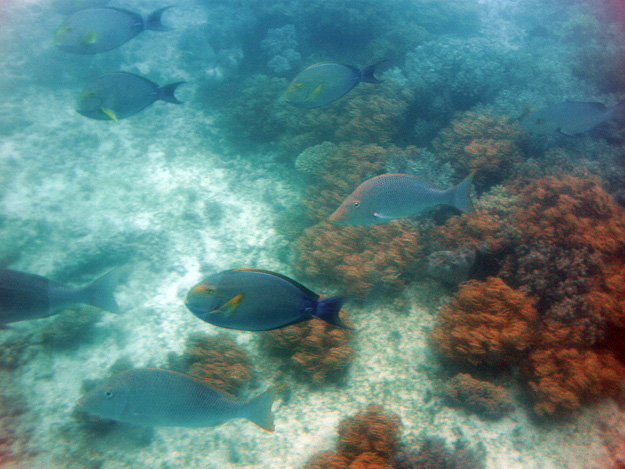 Tropical fish in the Great Barrier Reef off Green Island, Queensland, Australia.